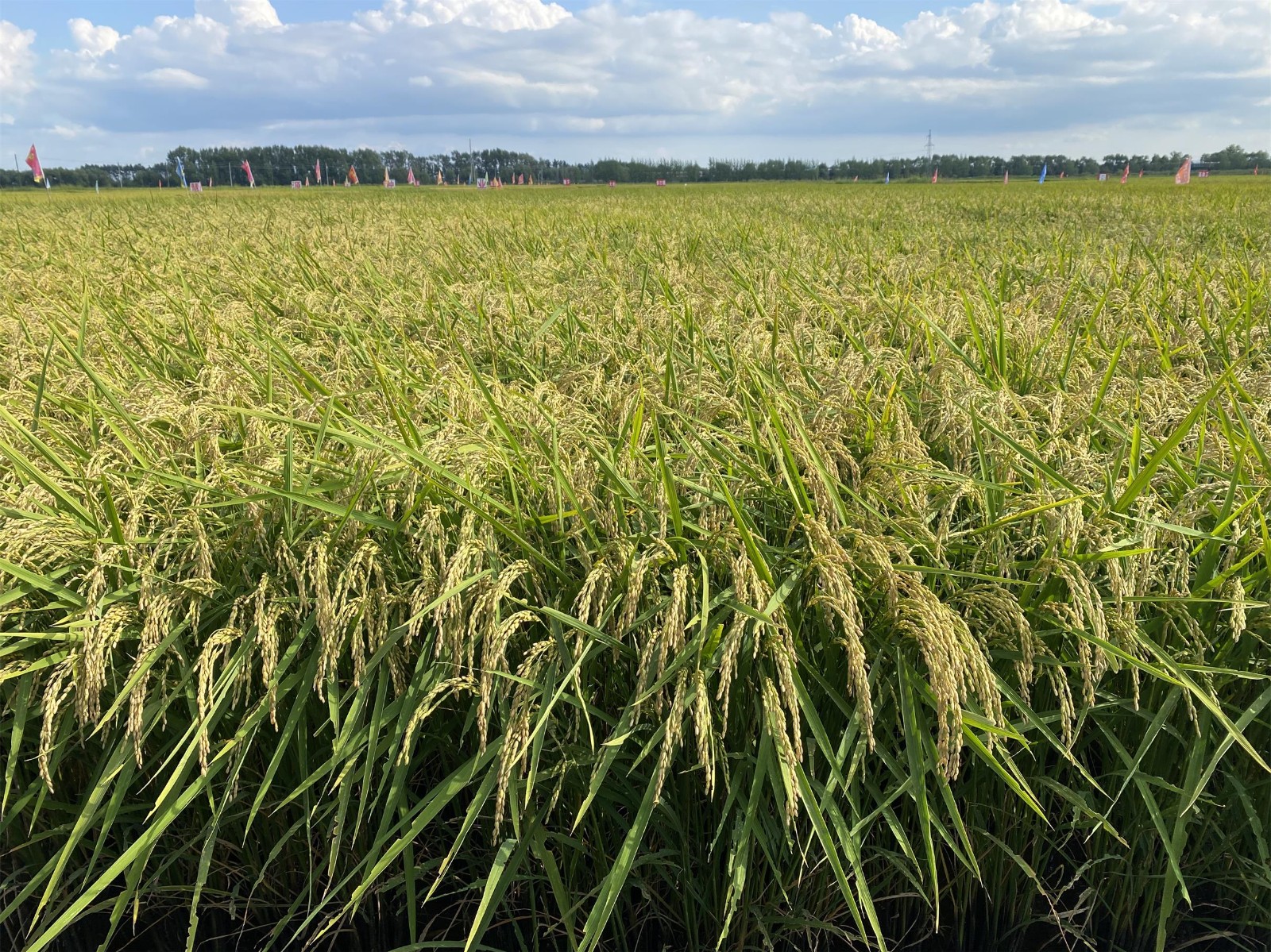 山東省2025年玉米重大品種研發推廣應用一體化試點項目擬補助品種公示